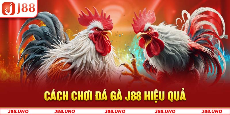 Cách chơi Đá Gà J88 hiệu quả